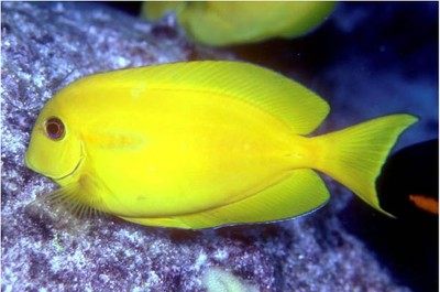 黄吊海水鱼缸活体黄倒吊食屎吊蓝吊黄一字吊吃鱼