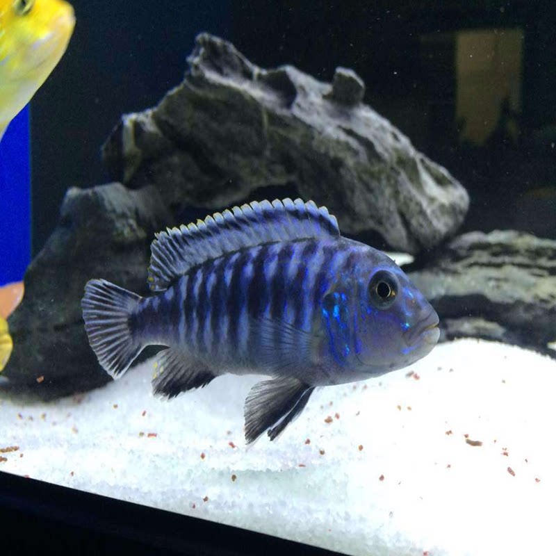 活体三湖慈鲷马鲷科阿里非洲王子热带鱼小型淡水鱼