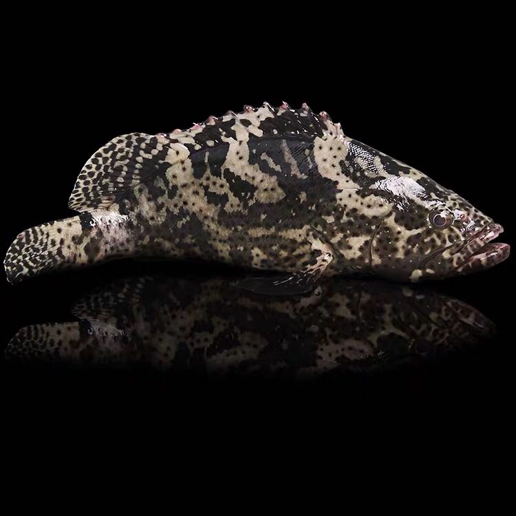 进入店铺海山海鲜水产店去购买06105元发货地:广东 汕头06105.