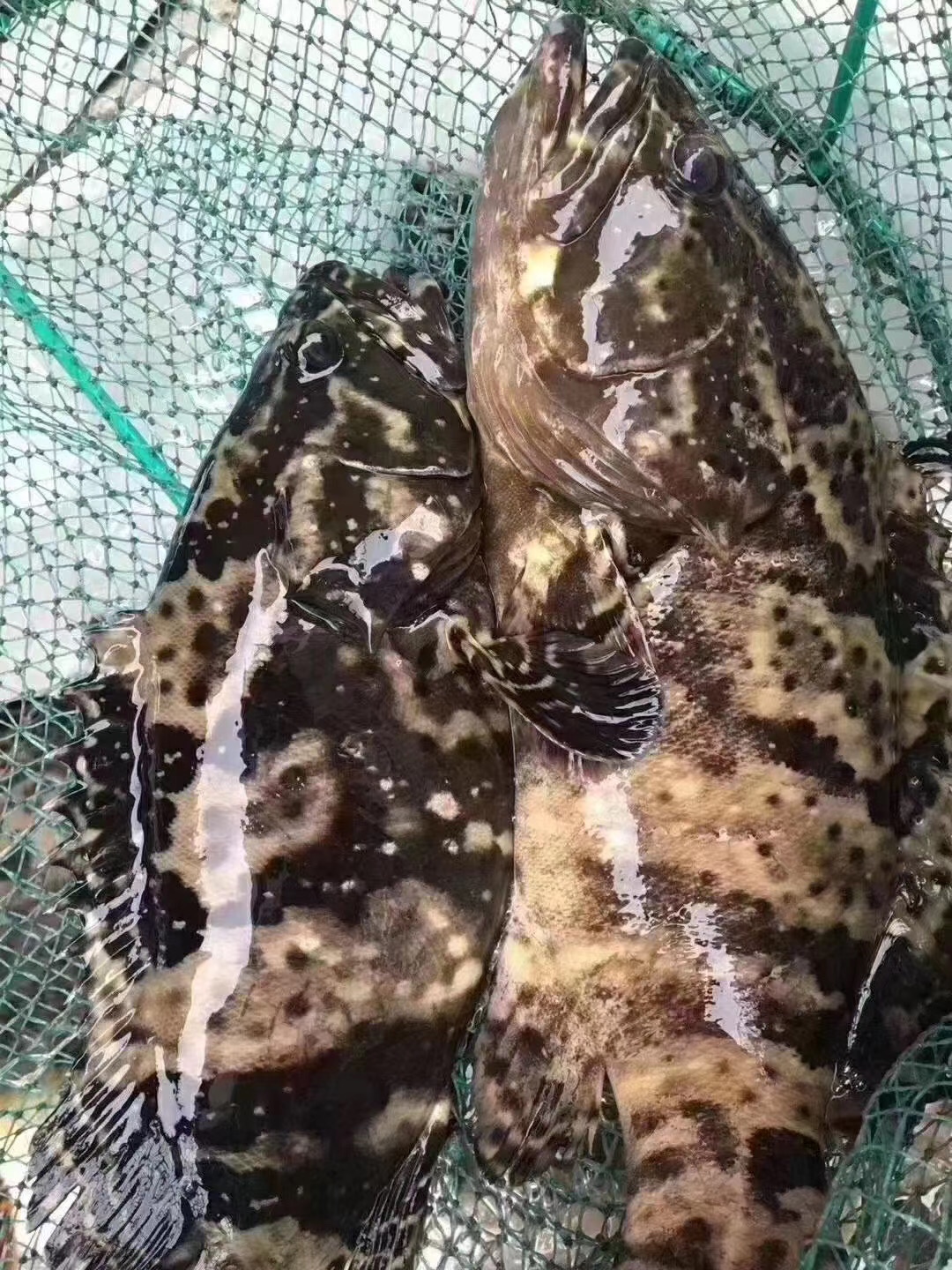 龙胆野生海石斑鱼鲜活野生当天天海深海水产珍珠斑鱼