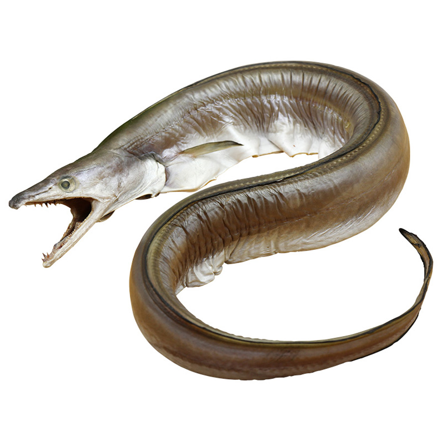 舟山海鲜鳗鱼干鳗筒鲞闹淡晒微咸野生生宝整条鳗鱼