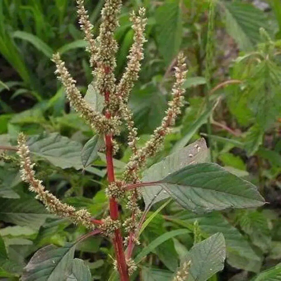 苋菜野生草药根刺菜根刺苋野刺苋根纯根干货其他药食同源食品
