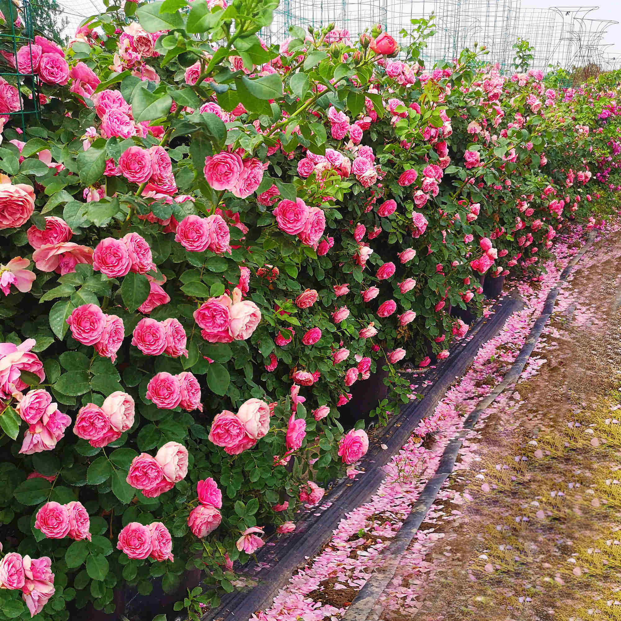 蔷薇藤本四季植物庭院室外盆栽花卉欧月爬藤时令草本花卉