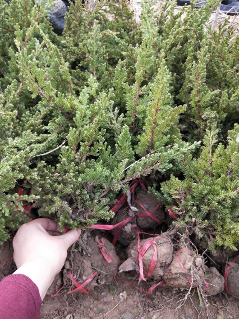 盆景家居饰品品地铺地柏苗微型松柏行道树绿化其他工艺饰品