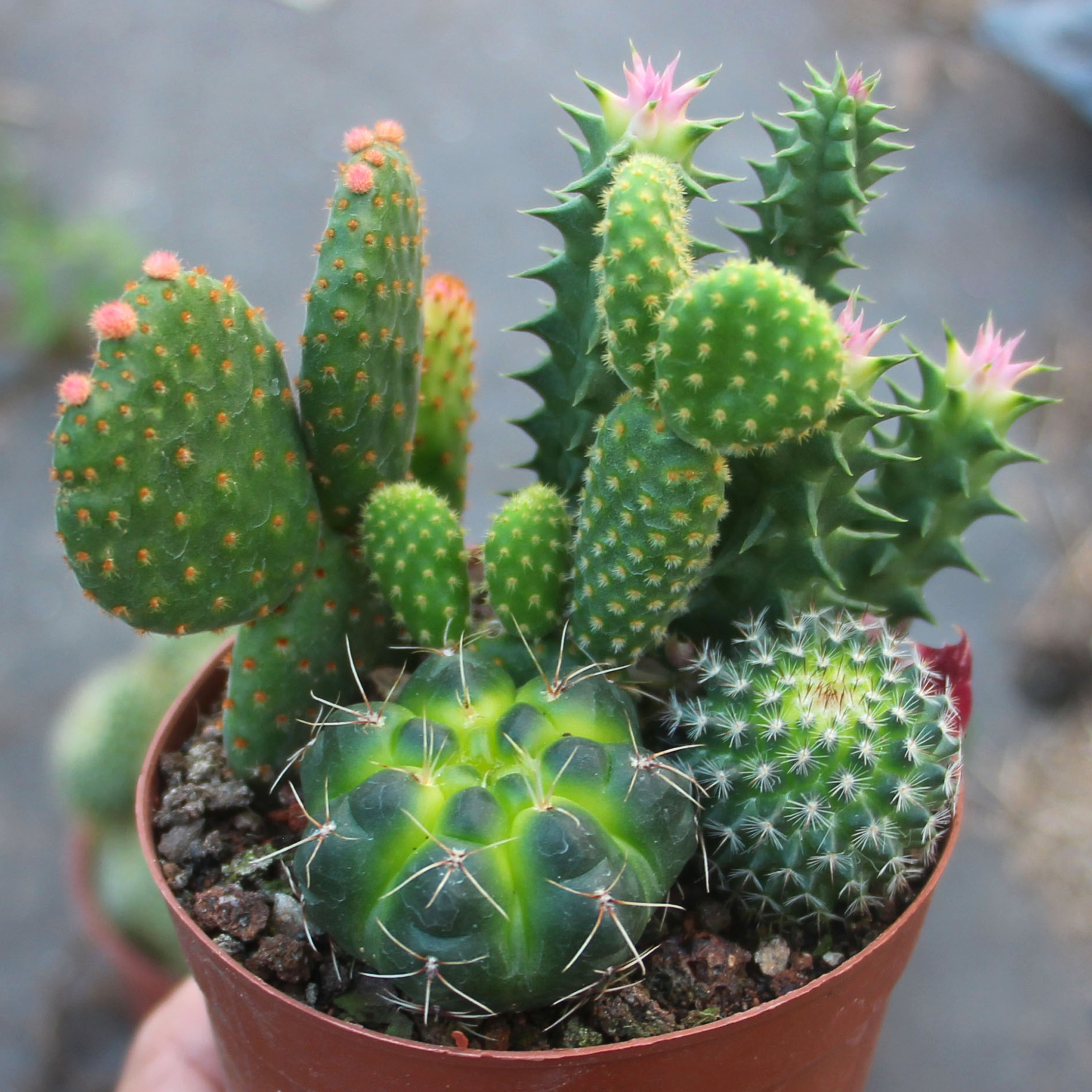 盆栽仙人掌仙人球类组合套餐好发发货防辐射桌面多肉植物