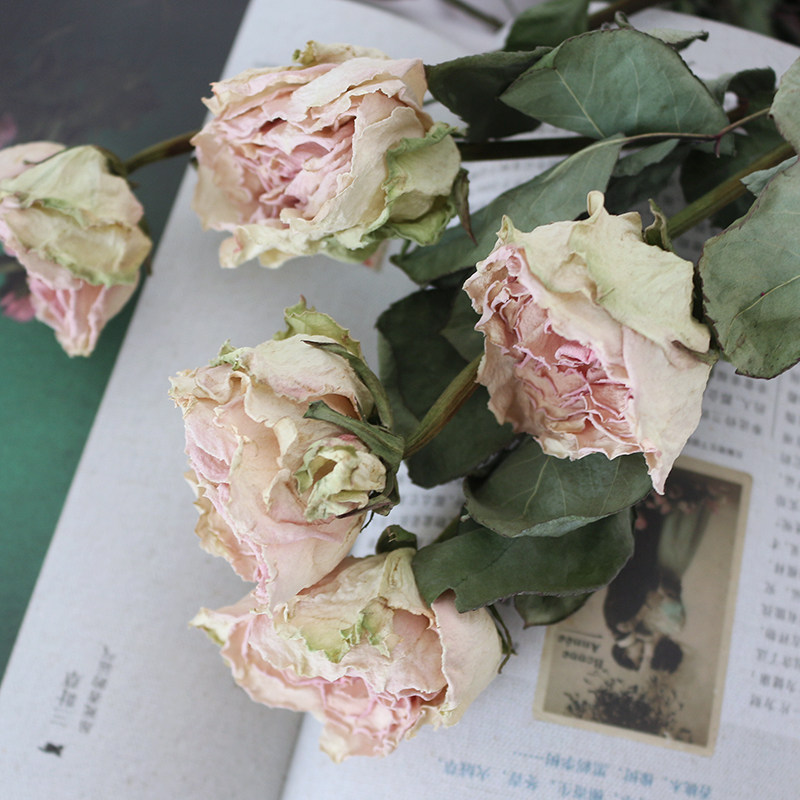 稀有白色玫瑰干花天然真花花苞家居装饰插花高端干花