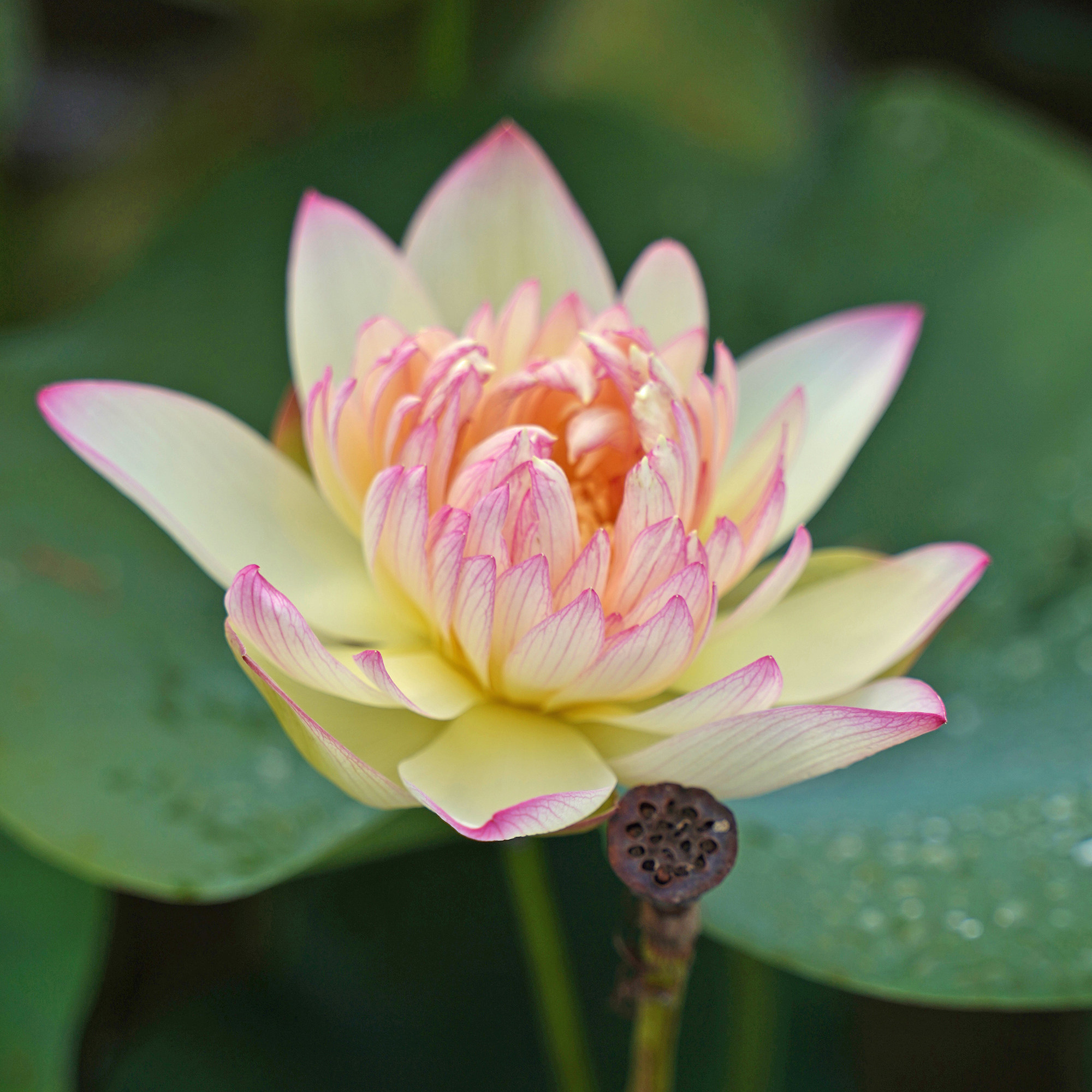 2021年校长家碗莲种莲花中型荷花盆栽新品劲松周劲松时令草本花卉