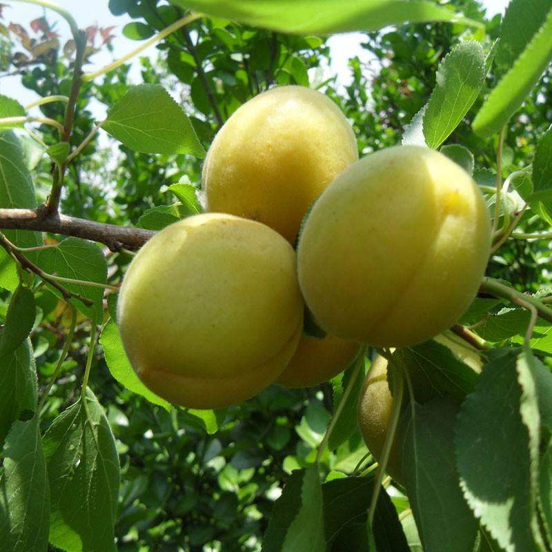 四季季果树苗南方水晶北方种植大香白杏苗盆栽果树