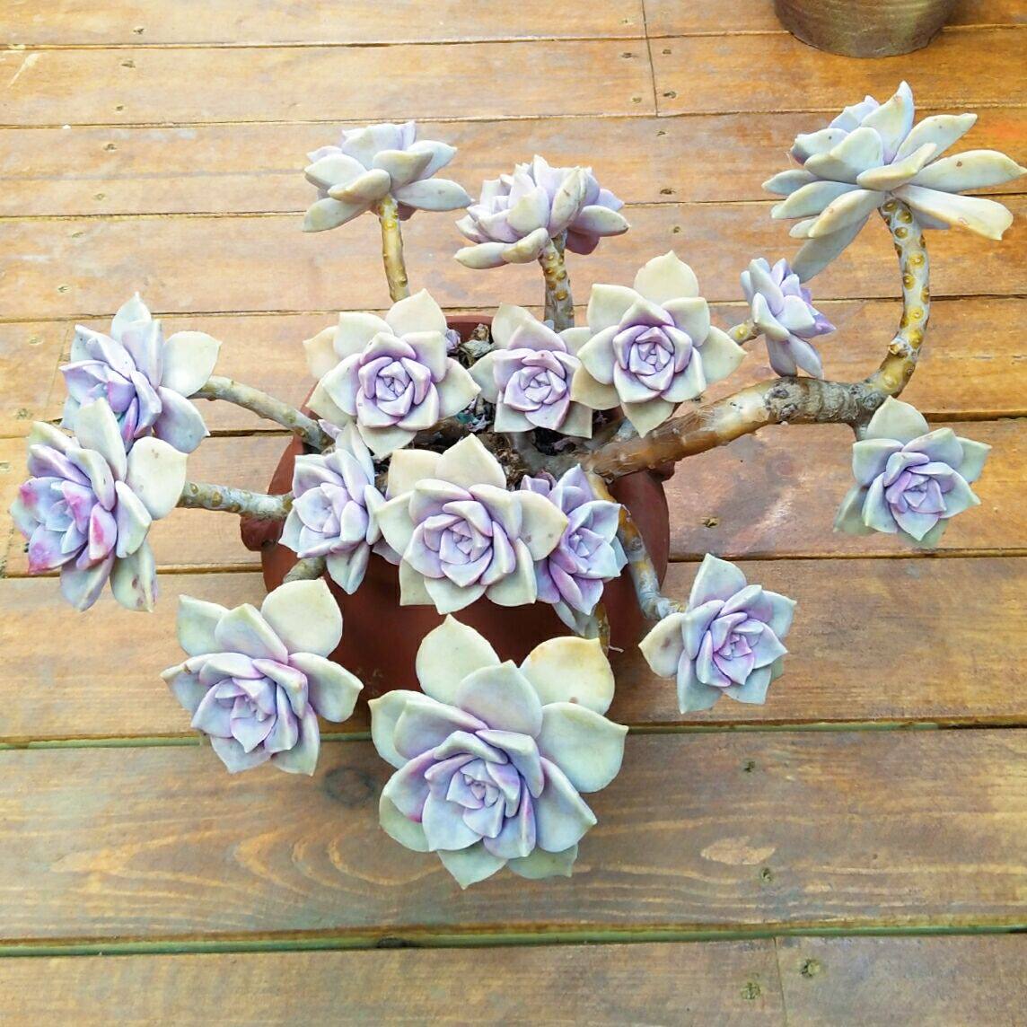 悬崖多肉植物老桩紫乐胧月华丽风车多头群生多肉植物