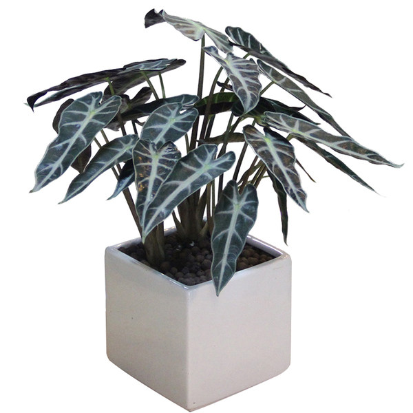 小仙女玉观音叶芋竹芋黑叶观音植物办公桌室内花卉绿植绿植