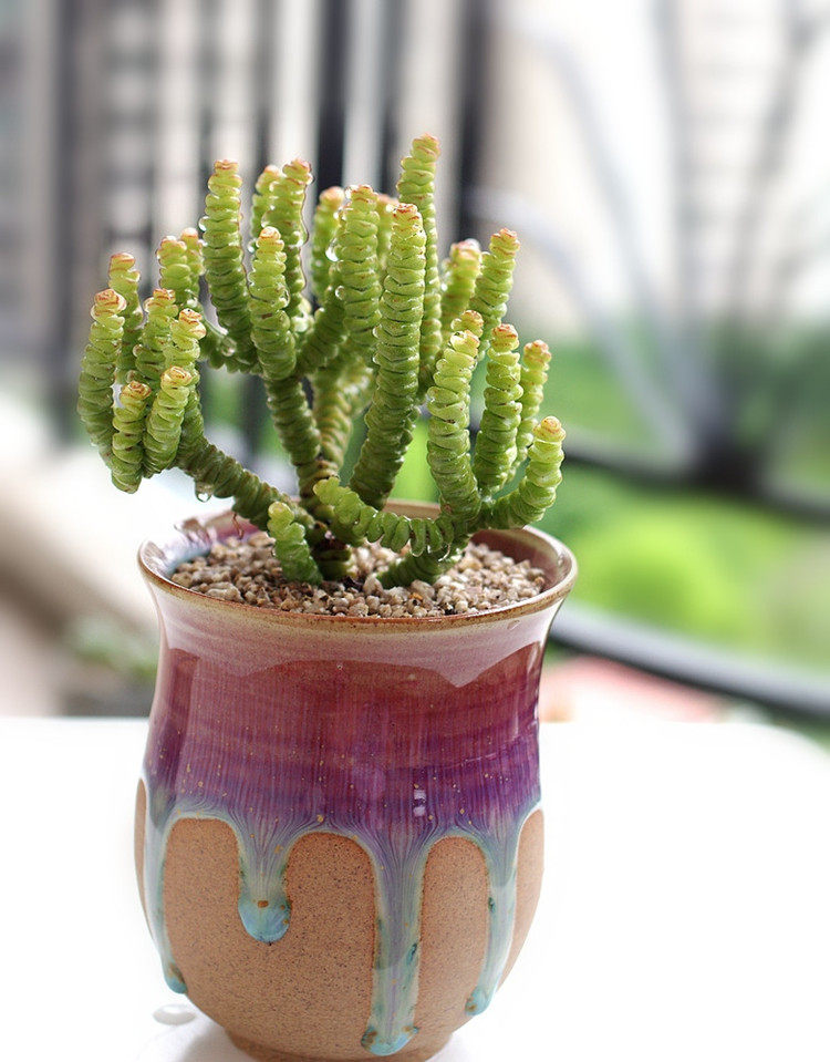 钱串多肉多浆植物星乙女办公室观赏迷你盆栽甲醛多肉植物