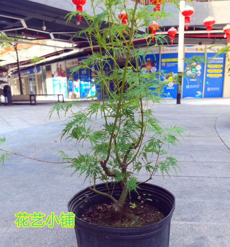 青龙直立羽毛枫树槭树鸡爪日本红枫花园阳台观叶