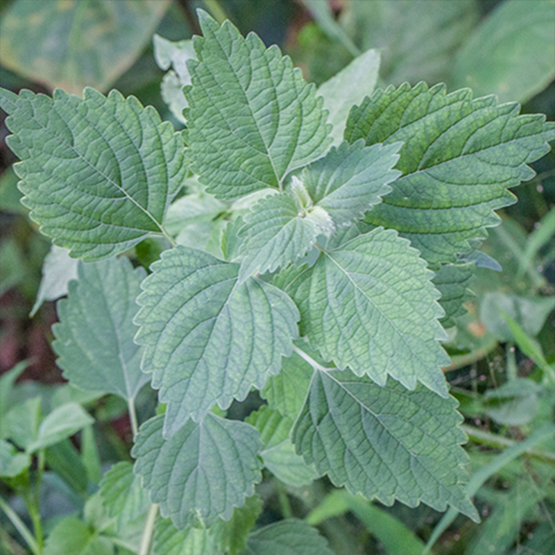 野生防风草500克落马衣假紫苏马衣叶土防风四方茎抹草秽草