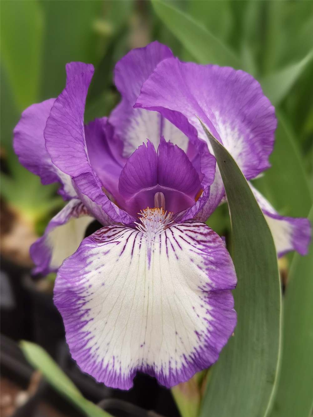 德国鸢尾盆栽荷兰进口多年生宿根花卉耐寒北方时令草本花卉