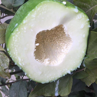 广西青木瓜新鲜 包邮 产妇下奶 凉拌沙拉腌酸生木瓜蔬菜大木瓜8斤