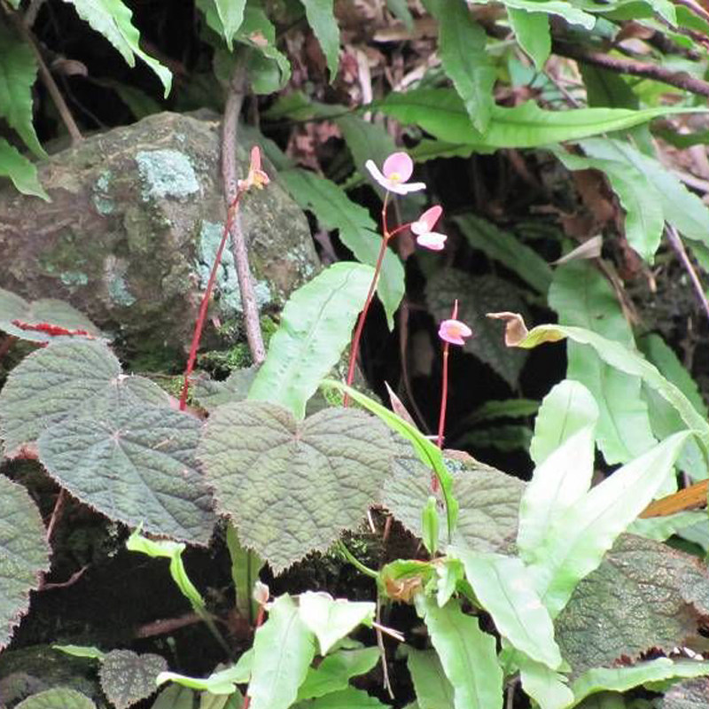 肇庆叶健康保健茶养生保健养生健康龙虎特产散血野生其它干货