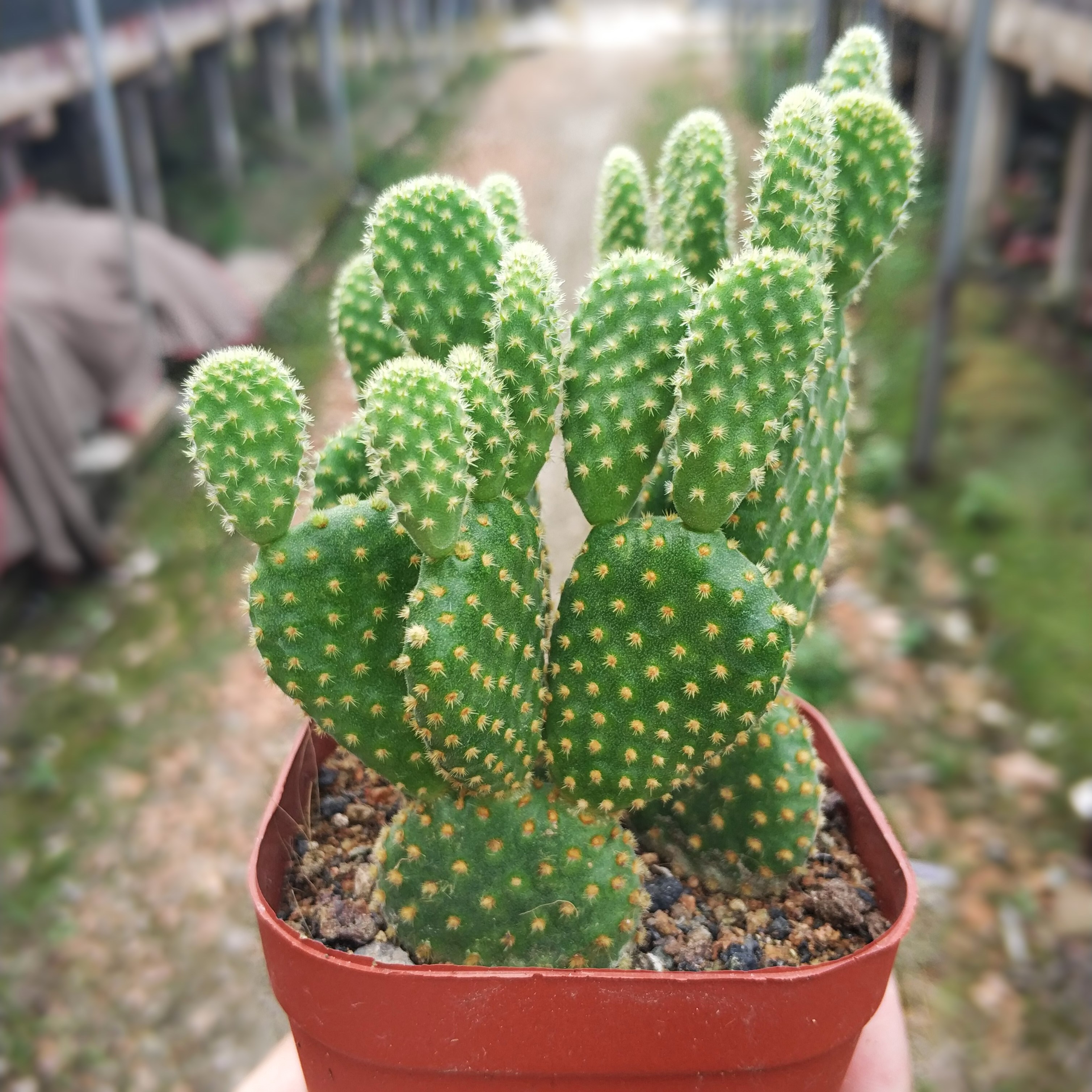 盆栽植物黄毛红毛仙人掌多肉组合室内绿植多肉植物