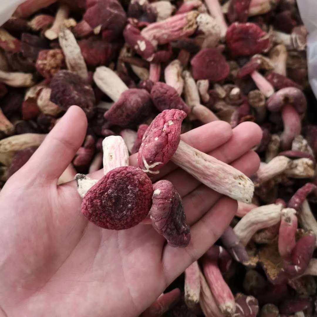 新货深山采摘野生红椎500g熏染小红福建广西香菇类