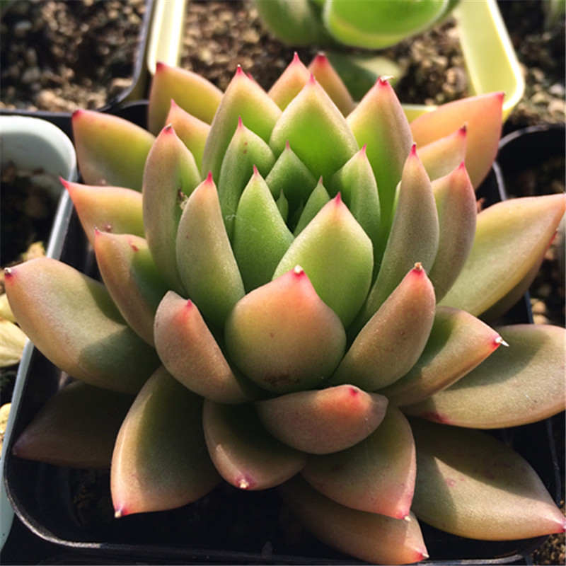 金腊白蜡米兰达冬云霸气颜值高多一物一拍大棚多肉植物