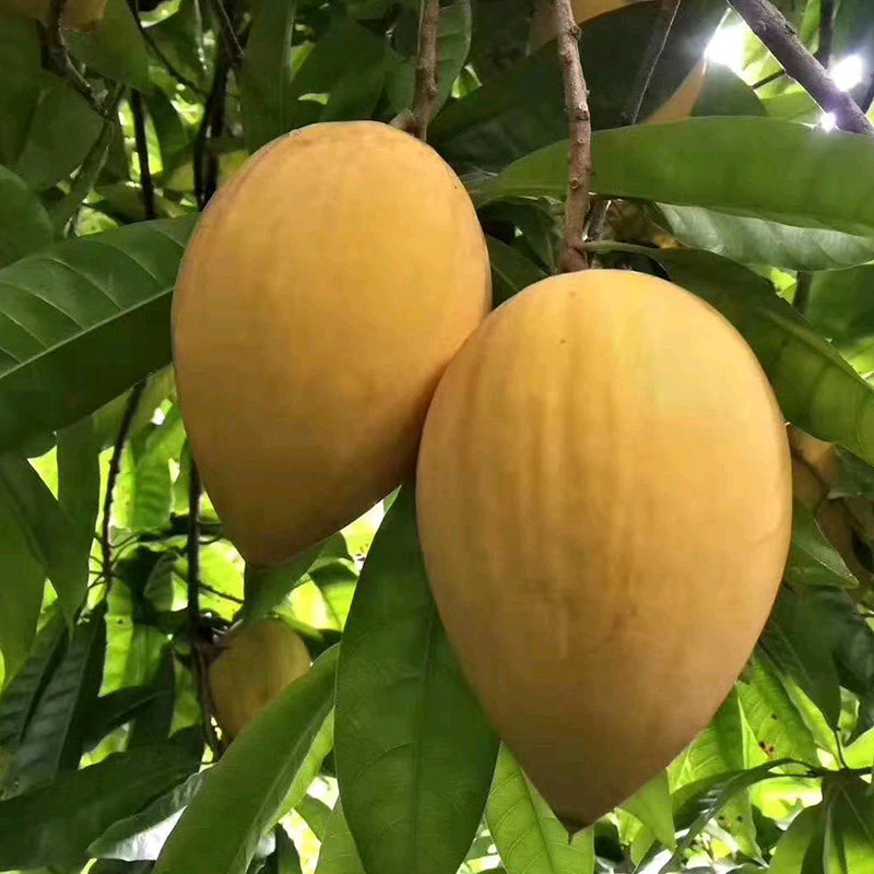 大果树苗台湾耀堂仙桃鸡蛋鸡蛋果果苗果树水分果树