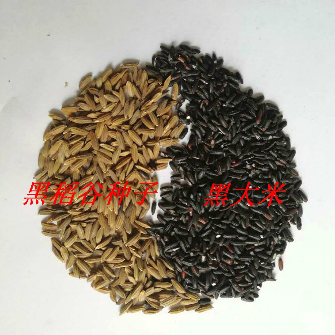 种子黑米正宗洋县稻谷水稻高产1千克稻种资料黑米