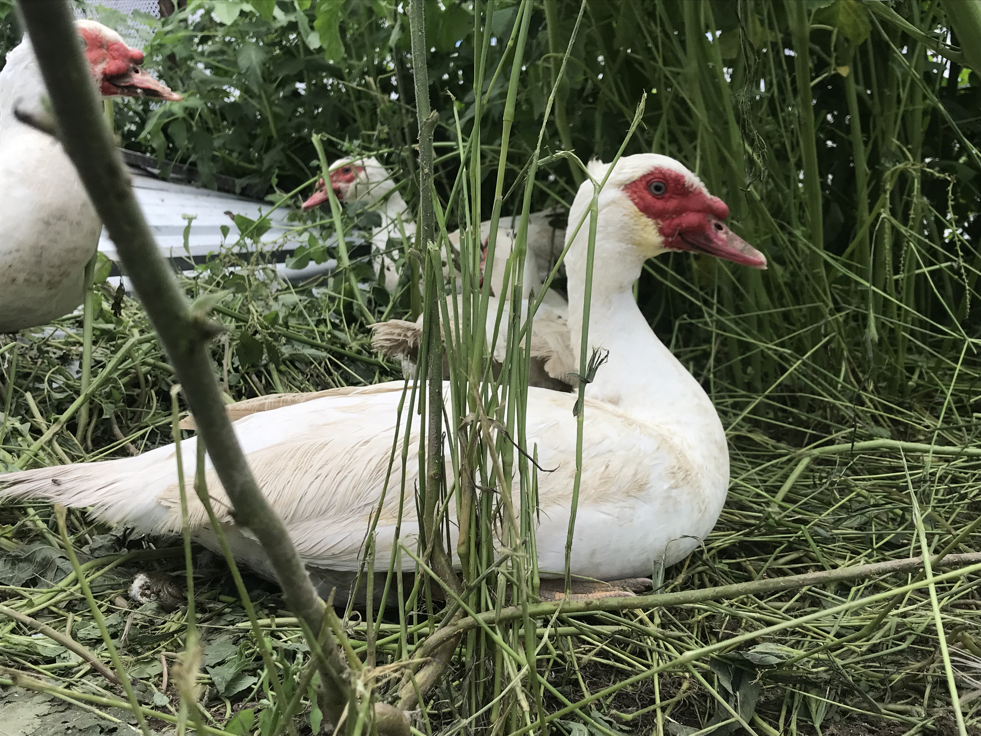 番鸭土鸭毛重8.5斤可发活体包邮生态散养红头鸭肉