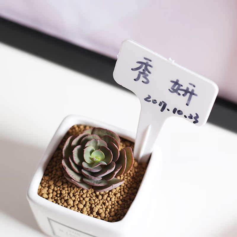 插牌标签多肉植物花盆插卡新手盆栽专用种植工具极有家满38包邮