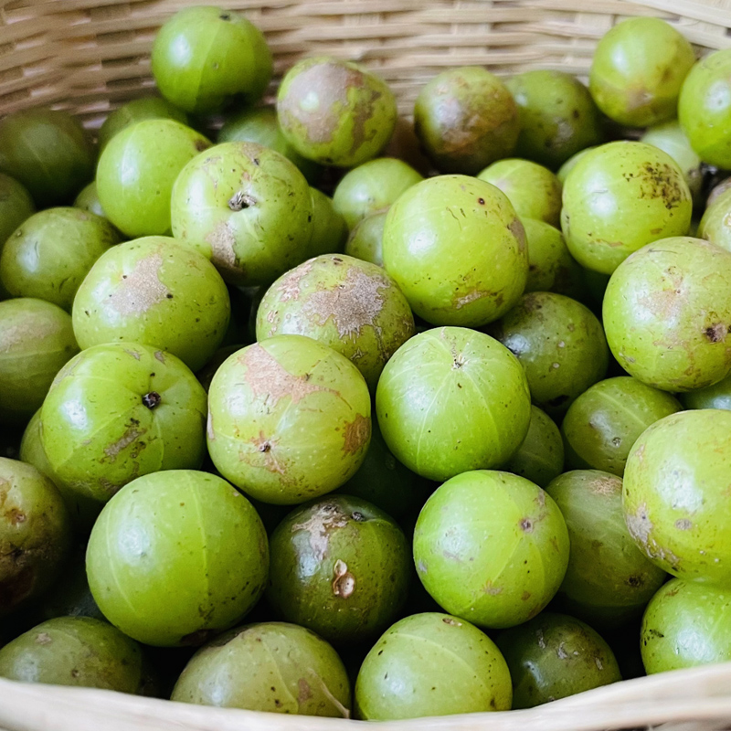 云南哀牢山野生橄榄橄榄油油柑果油果余特价2斤其它