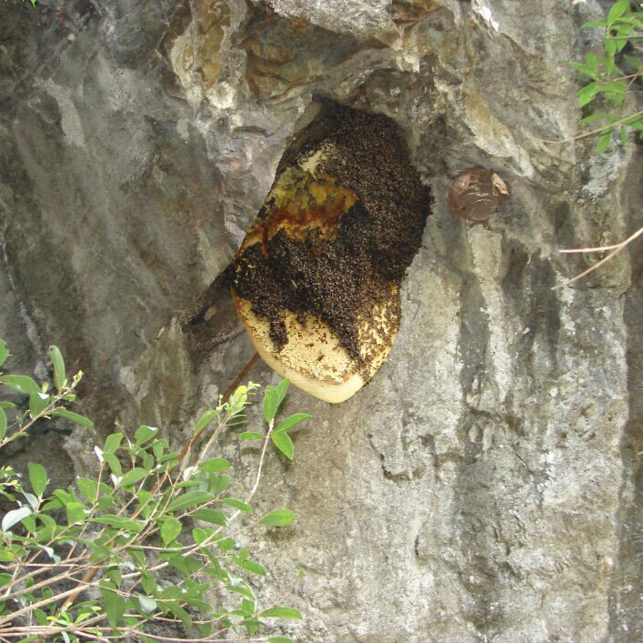 云南深山悬崖上的天然野生崖蜜野生岩蜜野蜂蜜纯蜂蜜1斤500克