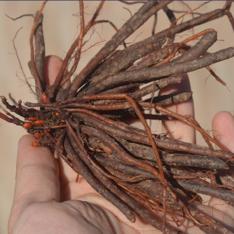 云南哀牢山野生新鲜小红干货发货100克传统滋补品其他