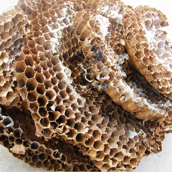 蜂巢野蜂蜂房云南哀牢山野生胡蜂巢蜂窝胡蜂房马蜂巢养蜂巢础