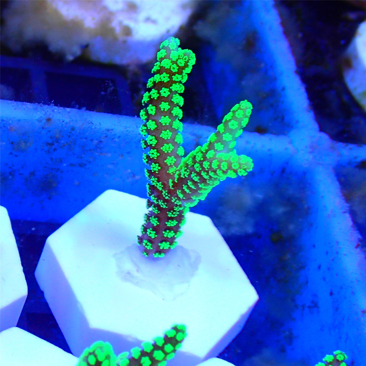 南太绿鸟鸟巢新手易养活体珊瑚硬骨sps断枝其它水族宠物