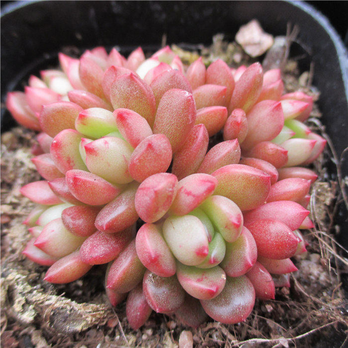 多肉玉露胖胖植物组合盆栽新手嘟嘟绿植花卉多肉植物