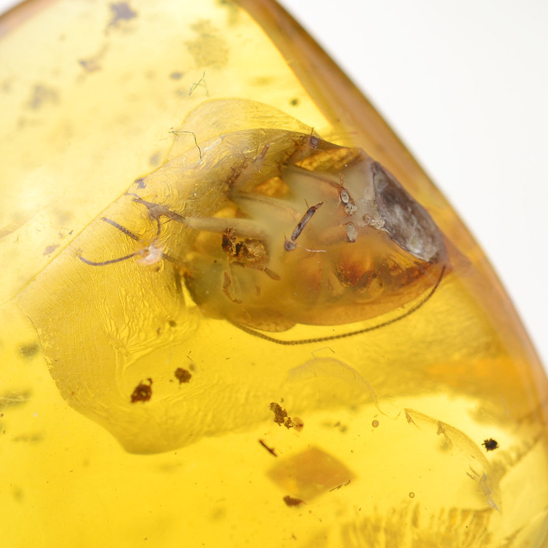 ecats天然琥珀金虫子项链吊坠挂件男女女款鉴定证书颈饰