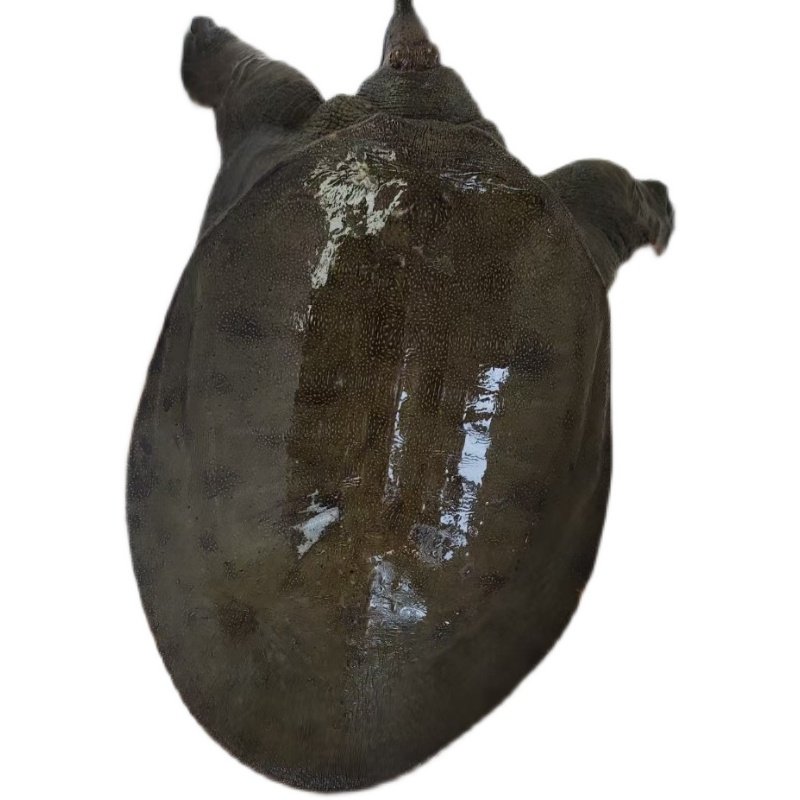 甲鱼无货包邮鲜活食用活体滋补中华苗水鱼团甲鱼