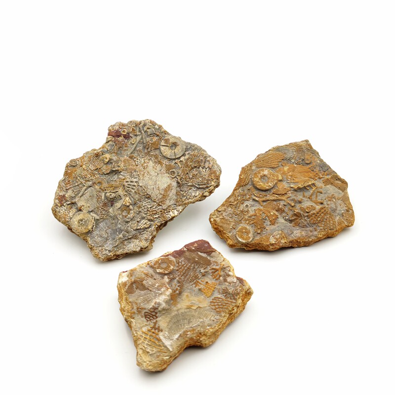 天然古生代苔藓海鲜披萨泥盆纪古生物化石地质科普摆件