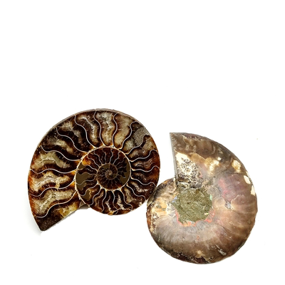 天然生物海洋化石菊石切片班彩科普教学标本摆件