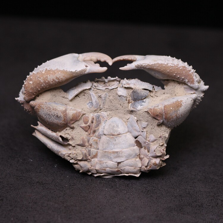 化石螃蟹原石标本天然古生物教学自然摆件