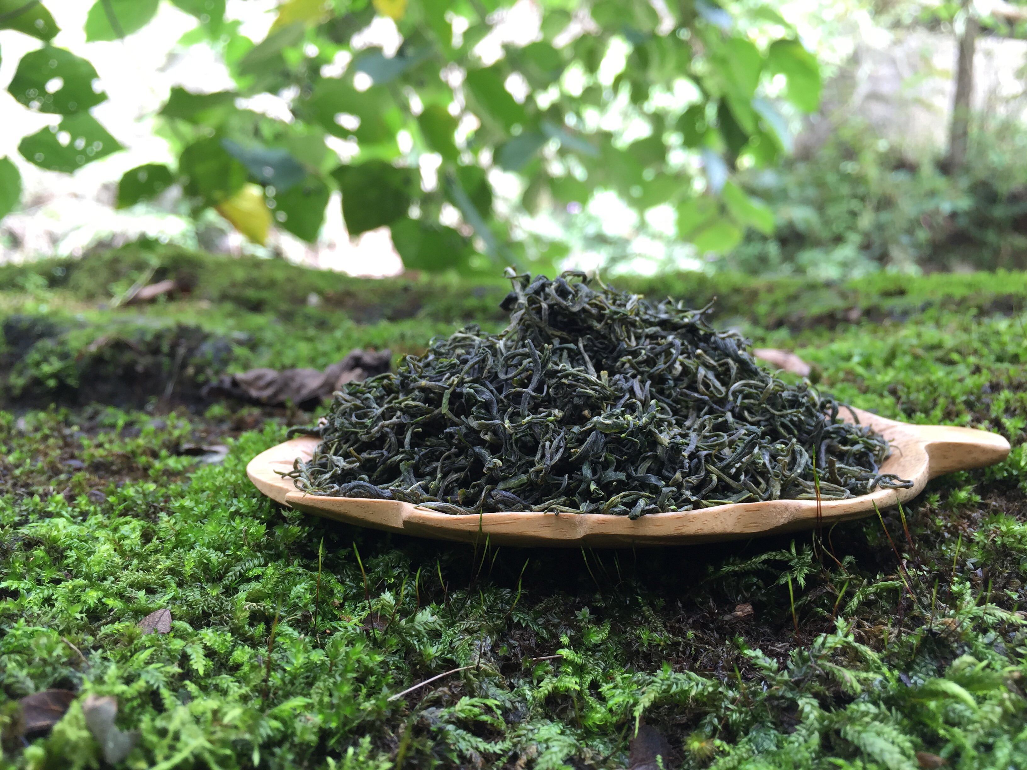 2022年耐泡山茶高山茶1斤春茶青茶新茶炒青中宁峨眉山茶