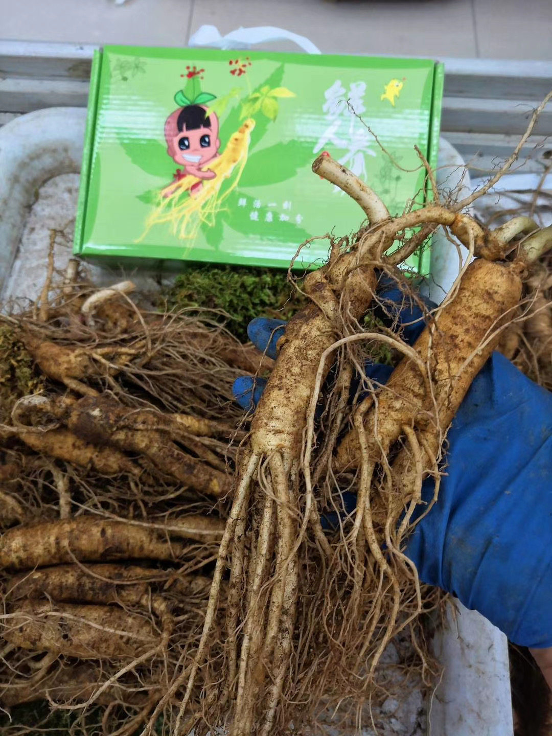 人参长白山带土新鲜现挖切片泡水煲汤泡酒100g人参