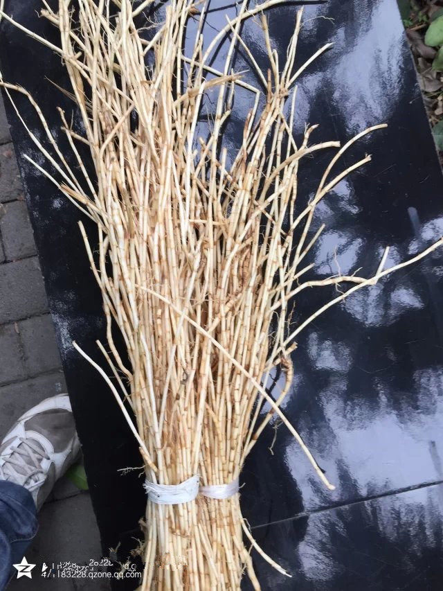 中药材新鲜白茅根毛草根甜草根丝茅草根清热血热肺热凉血