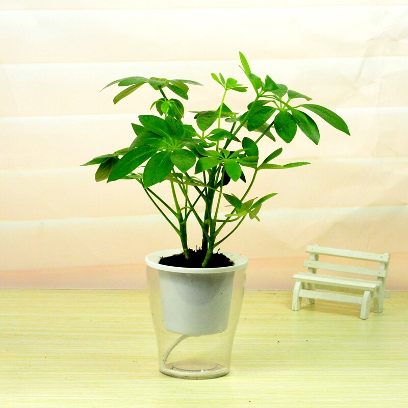 七叶莲盆栽室内鸭脚木吸甲醛净化空气幸运花卉防辐射属虎旺财植物