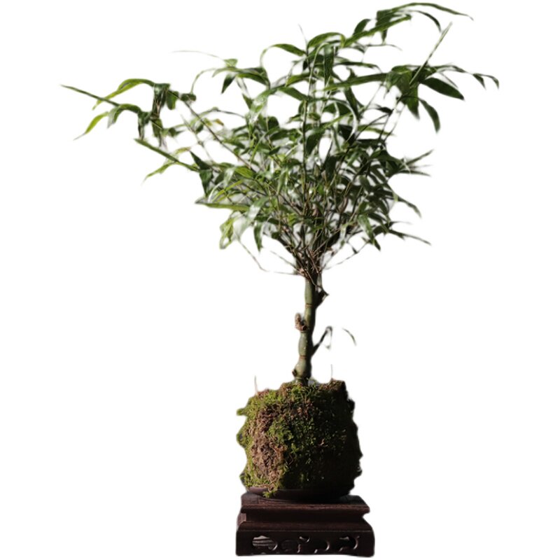 苔玉绿植盆栽佛肚办公室桌面净化空气个性创意苔藓绿植