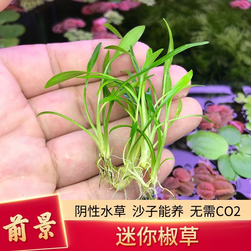 阴性水草造景自养水中中叶迷你泰国青椒温蒂水草