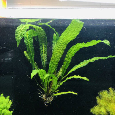 水族箱鱼缸造景稀有水草玻璃皇冠气泡王大卷浪水草