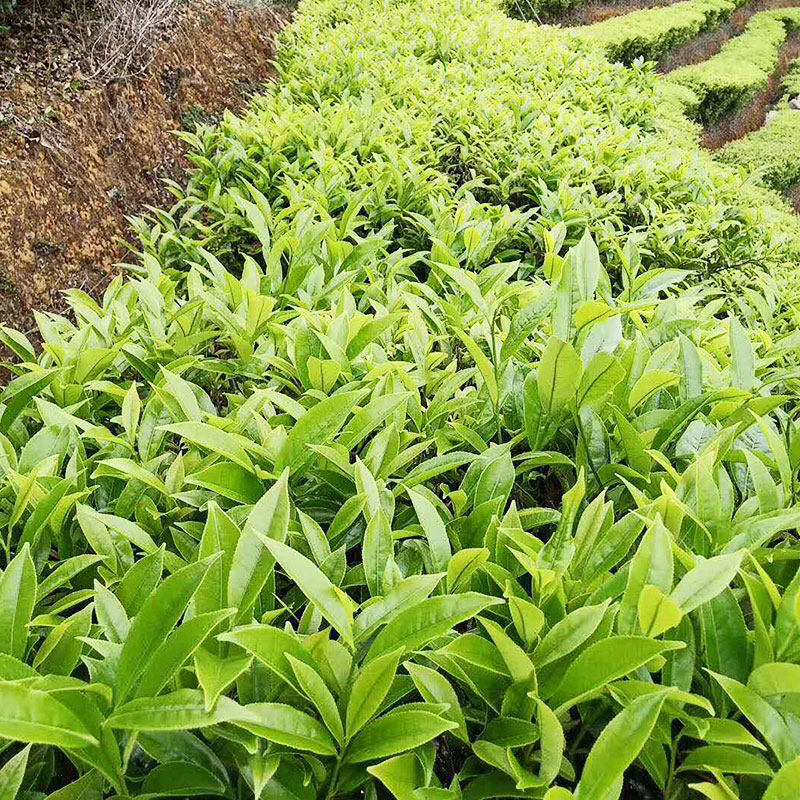 正宗梅州客家绿茶明前茶叶2020新茶蕉岭梅县其它干货