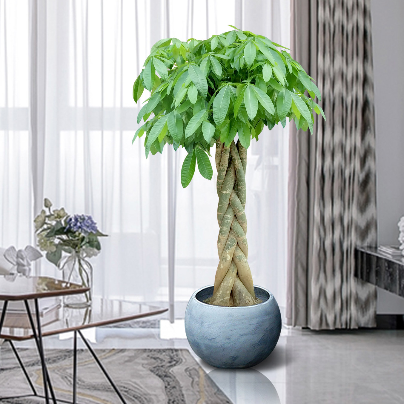 大型发财树盆栽植物室内客厅办公公司招财绿植绿植