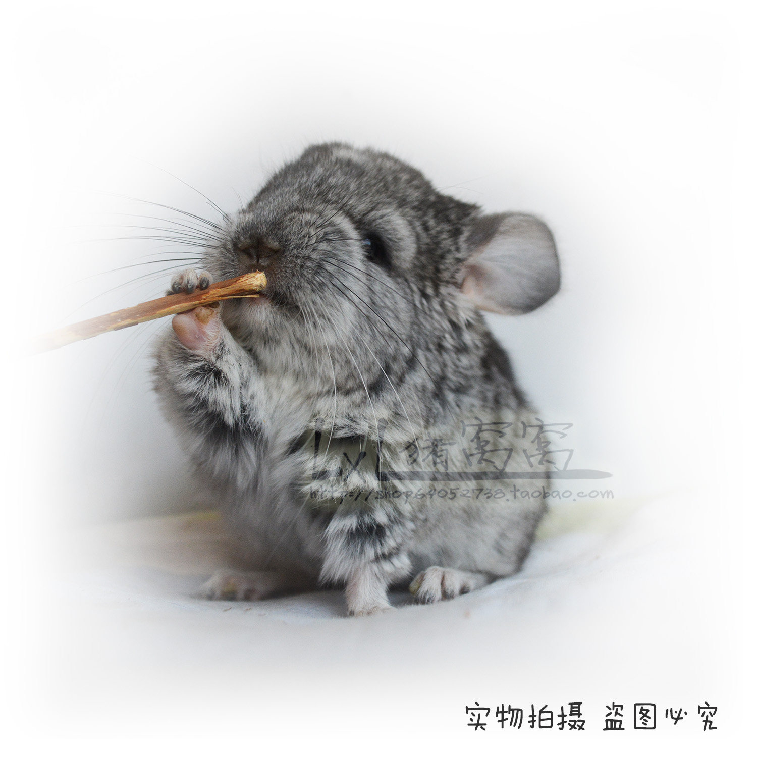 龙猫已售展示猫宝宝灰色ddmm宠物宝宝宝宝龙龙猫