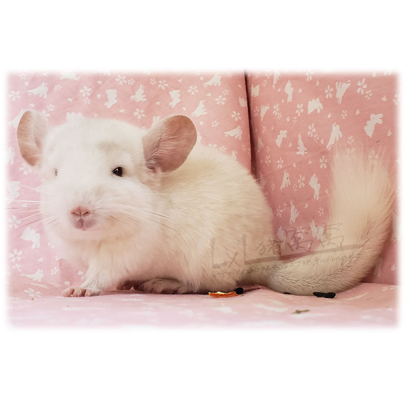 已售展示粉白龙猫杂粉白色龙猫宝宝进口大型龙猫活体