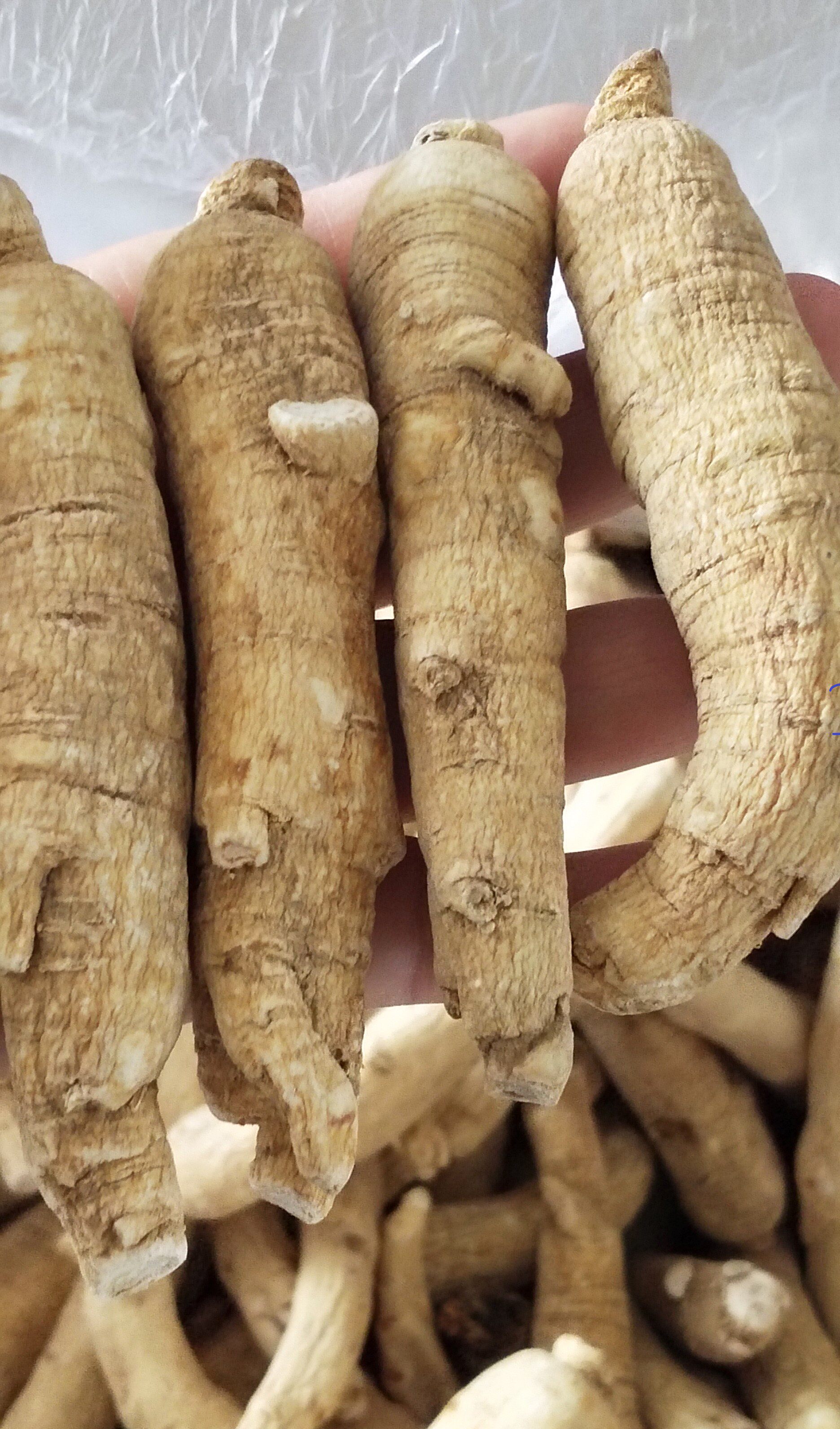 西洋参东北长白山片花花旗参红参须半斤190元11个包西洋参及其制品